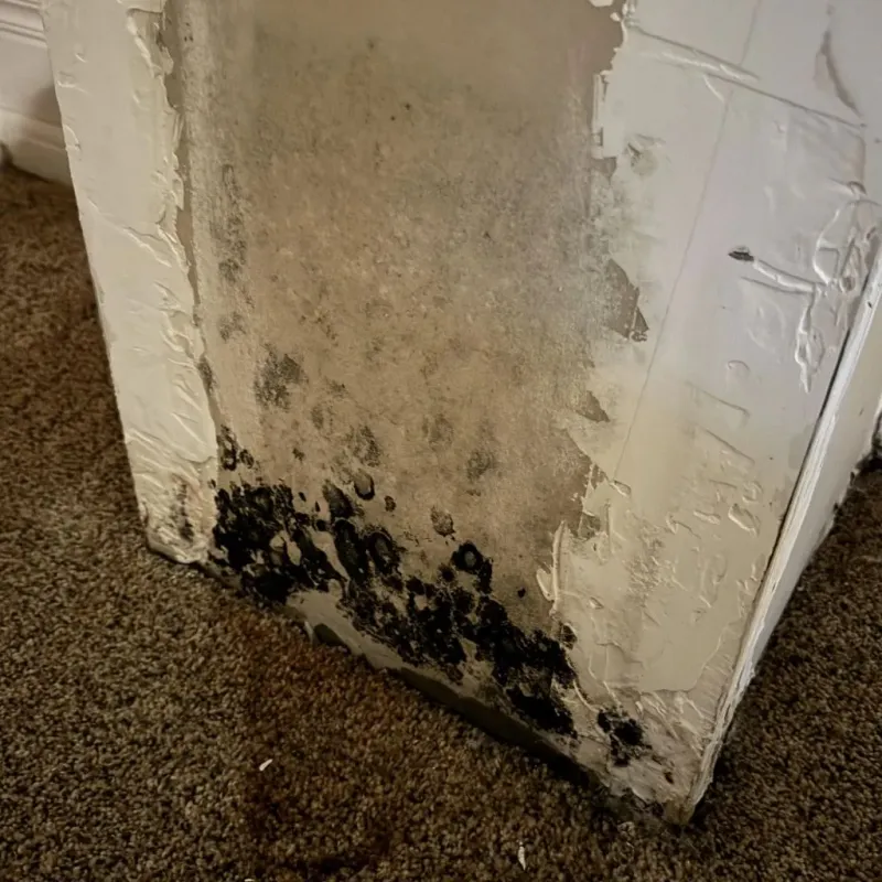 Professional Mold Removal in Perry County, TN